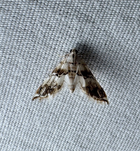 Oxyelophila callista