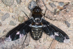 Exoprosopa dorcadion