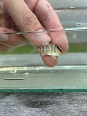 カンパチ