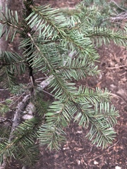 Abies magnifica shastensis