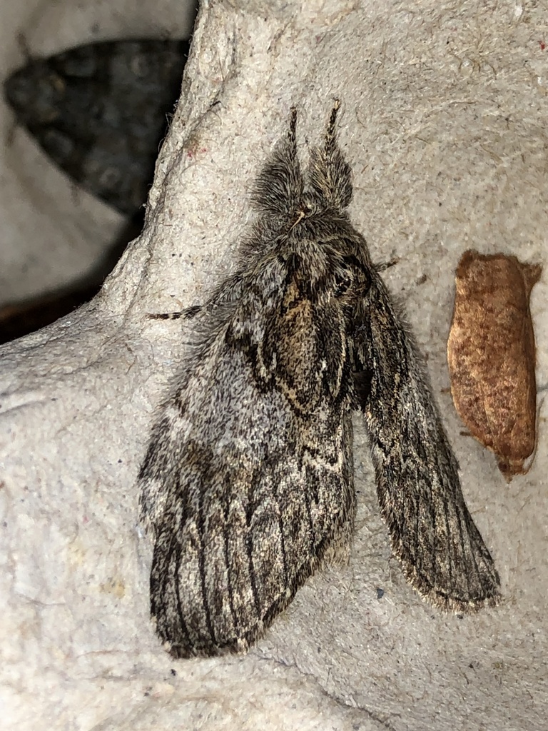 Angulose Prominent and Allies
