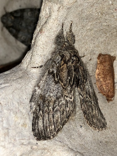 Angulose Prominent And Allies