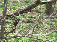 Notocitellus adocetus