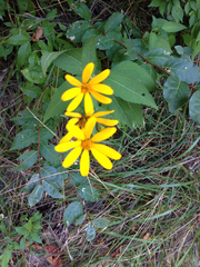 Helianthus