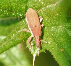 Lixus vilis