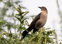 Nicaraguan Grackle photo 4
