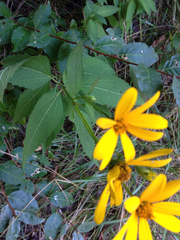 Helianthus