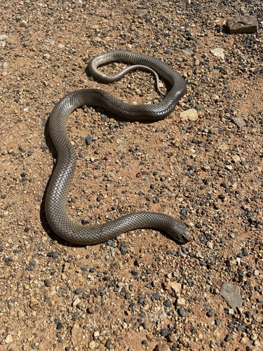 Eastern Brown Snake sighting