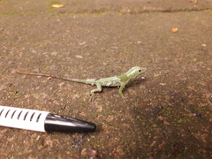 Anolis punctatus
