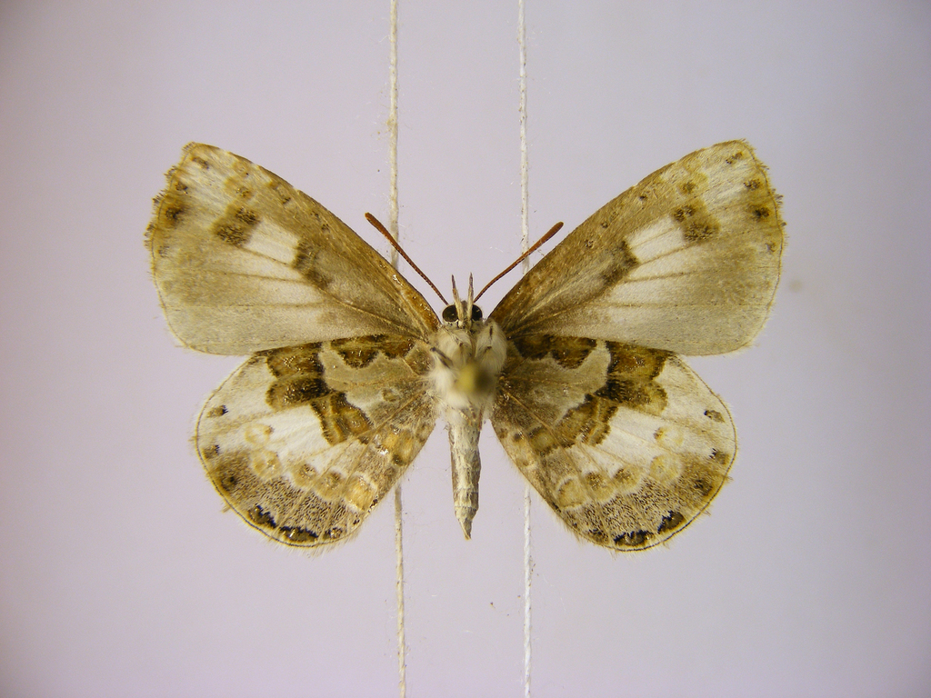 Lachnocnema ducarmei