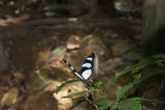 Hypolimnas deceptor deludens