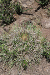Ferocactus histrix