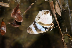 Hypolimnas deceptor deludens