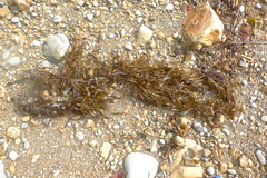 Carpophyllum flexuosum