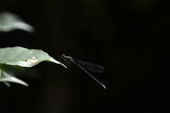 Pseudagrion malgassicum