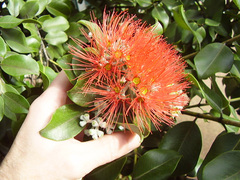 Metrosideros collina