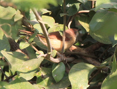 Prinia erythroptera