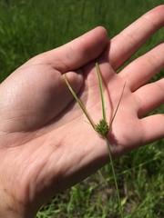Cyperus lupulinus
