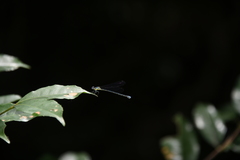 Pseudagrion malgassicum