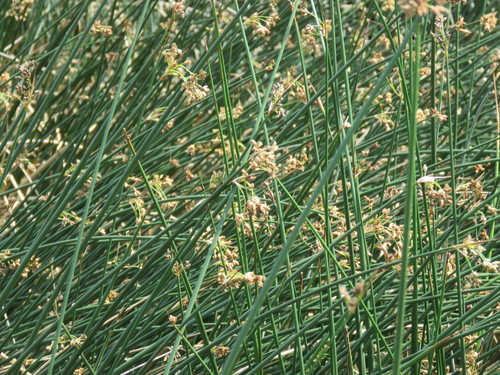 Hardstem Bulrush