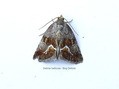 Deltote bellicula