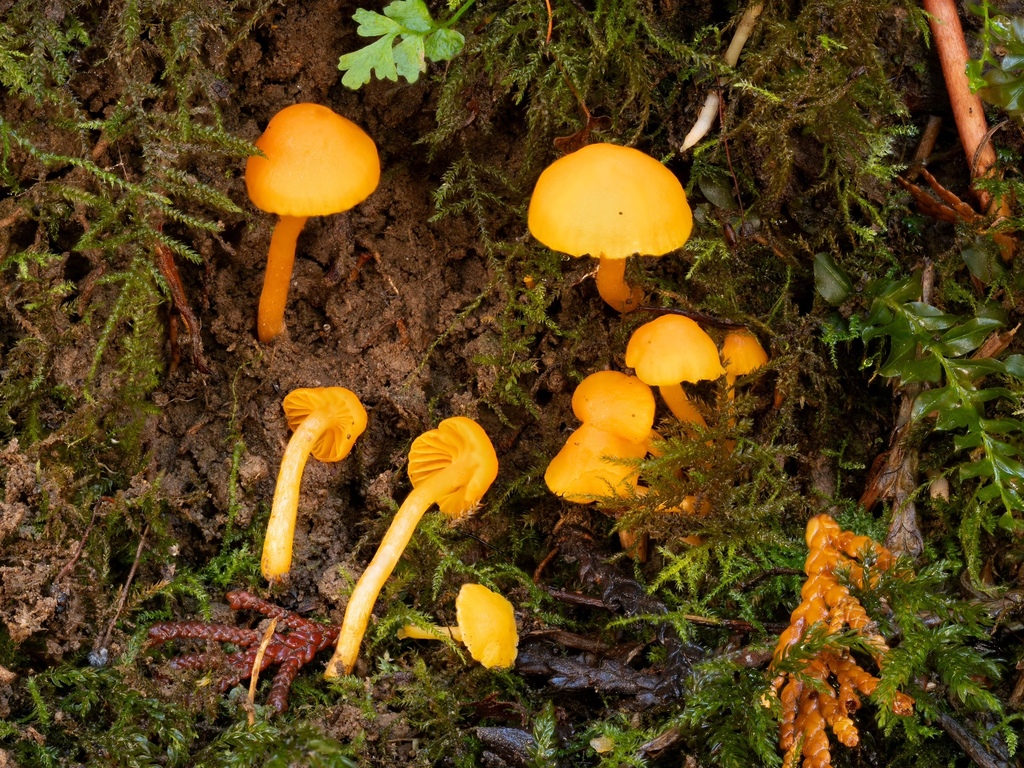 Cuphophyllus aurantius