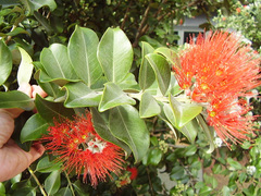 Metrosideros collina