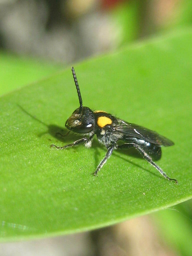 Leioproctus irroratus