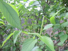Acalypha cincta