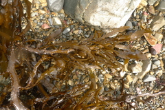 Carpophyllum flexuosum