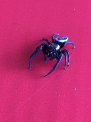 Metaphidippus