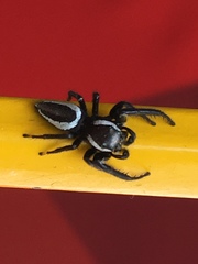 Metaphidippus