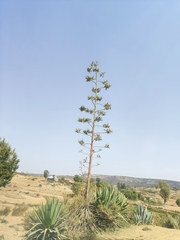 Agave sisalana