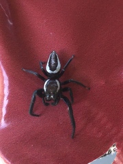 Metaphidippus