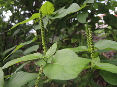 Acalypha cincta