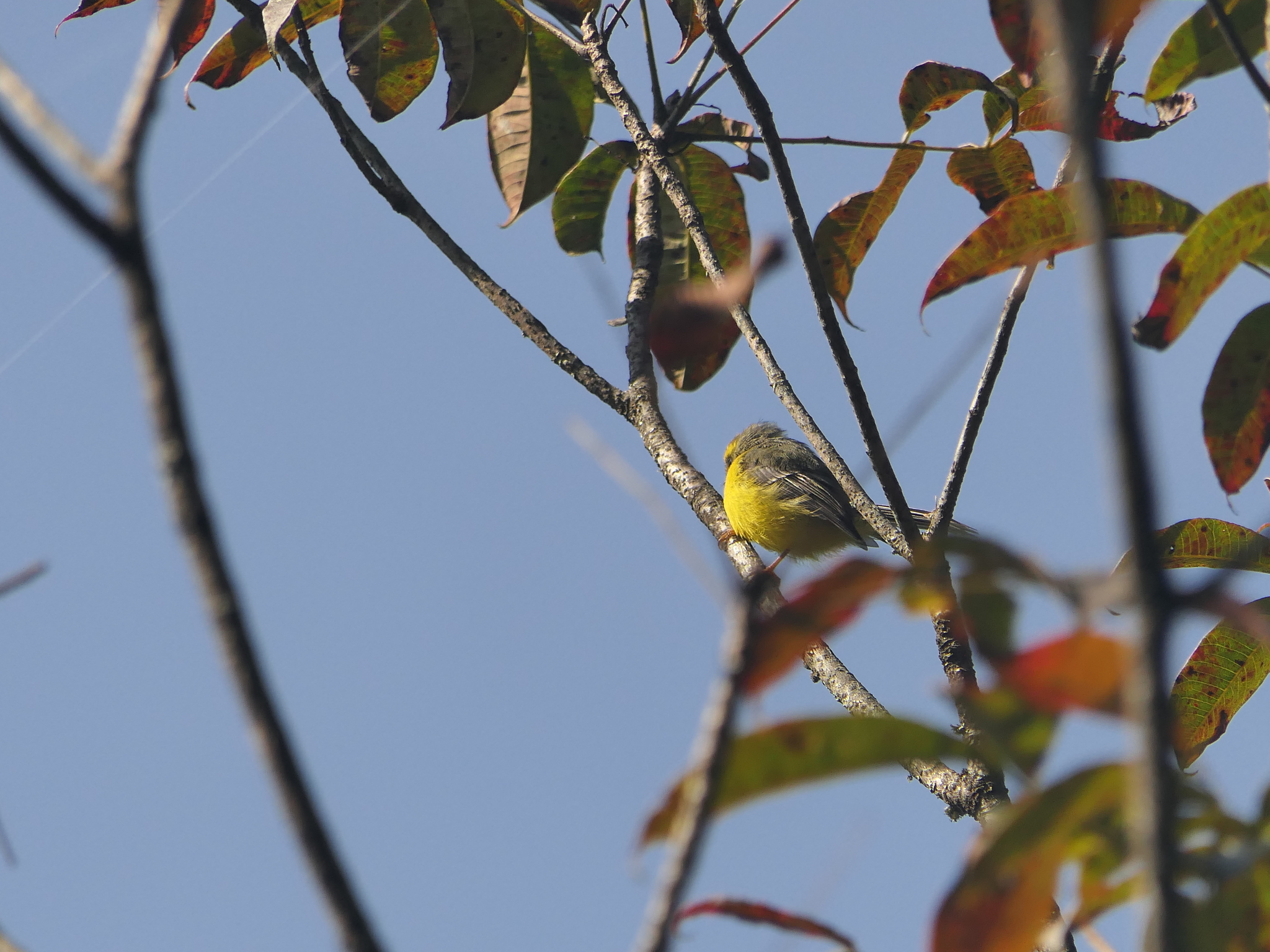 Yellow-bellied Fantail