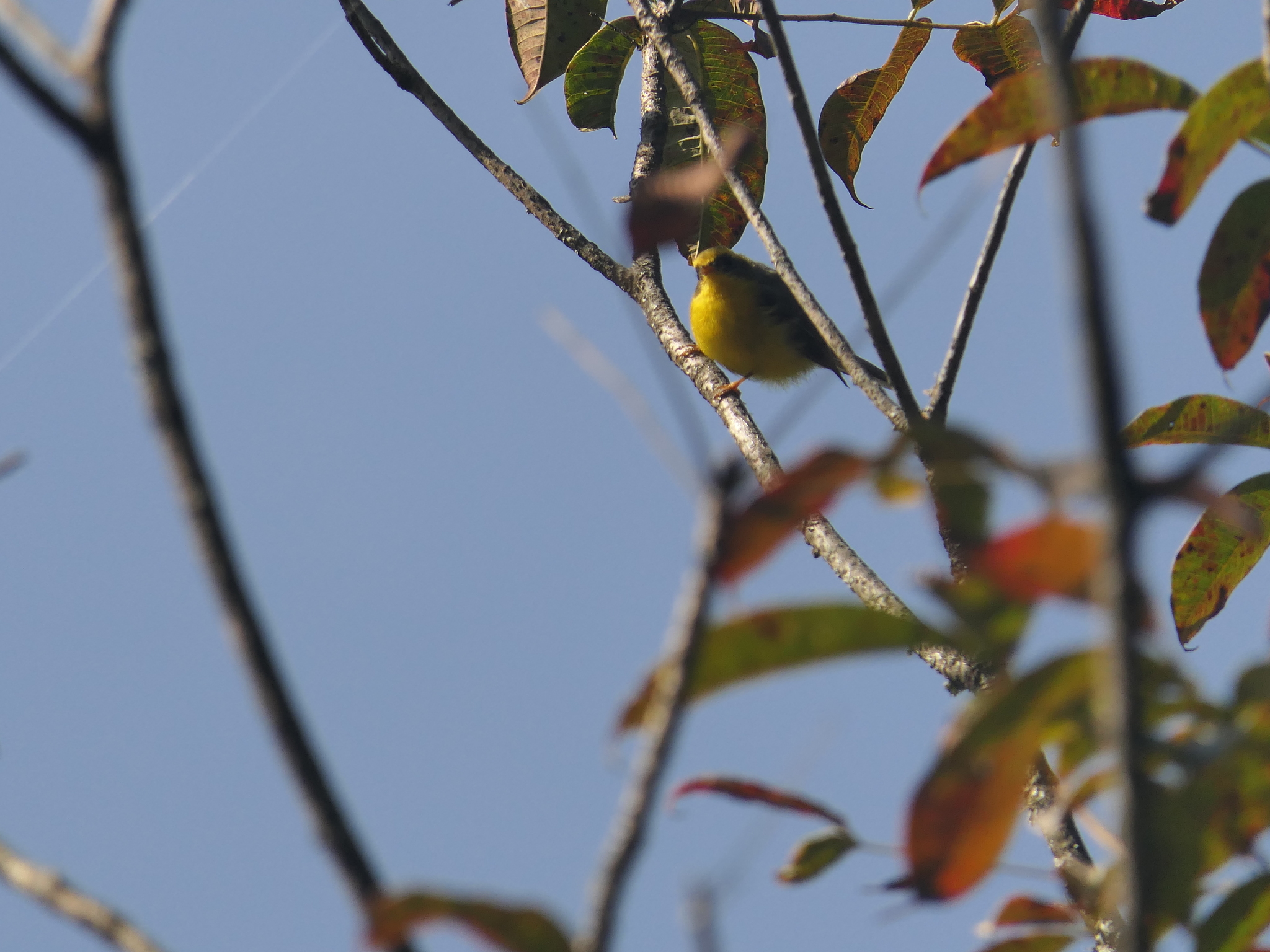 Yellow-bellied Fantail