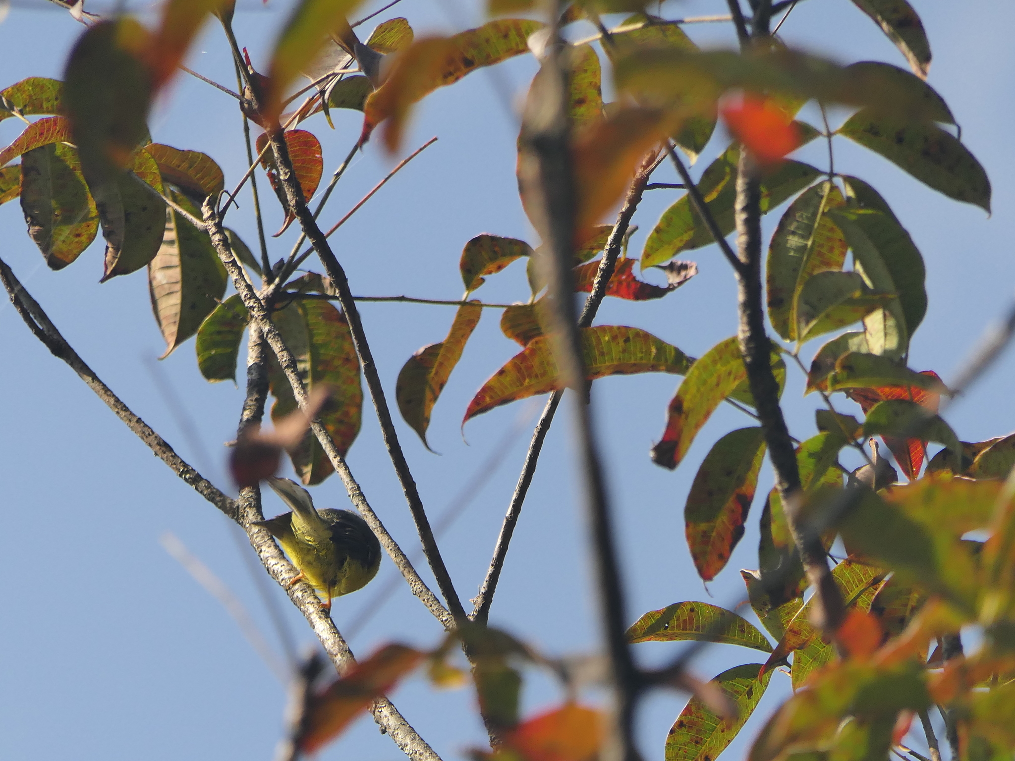Yellow-bellied Fantail