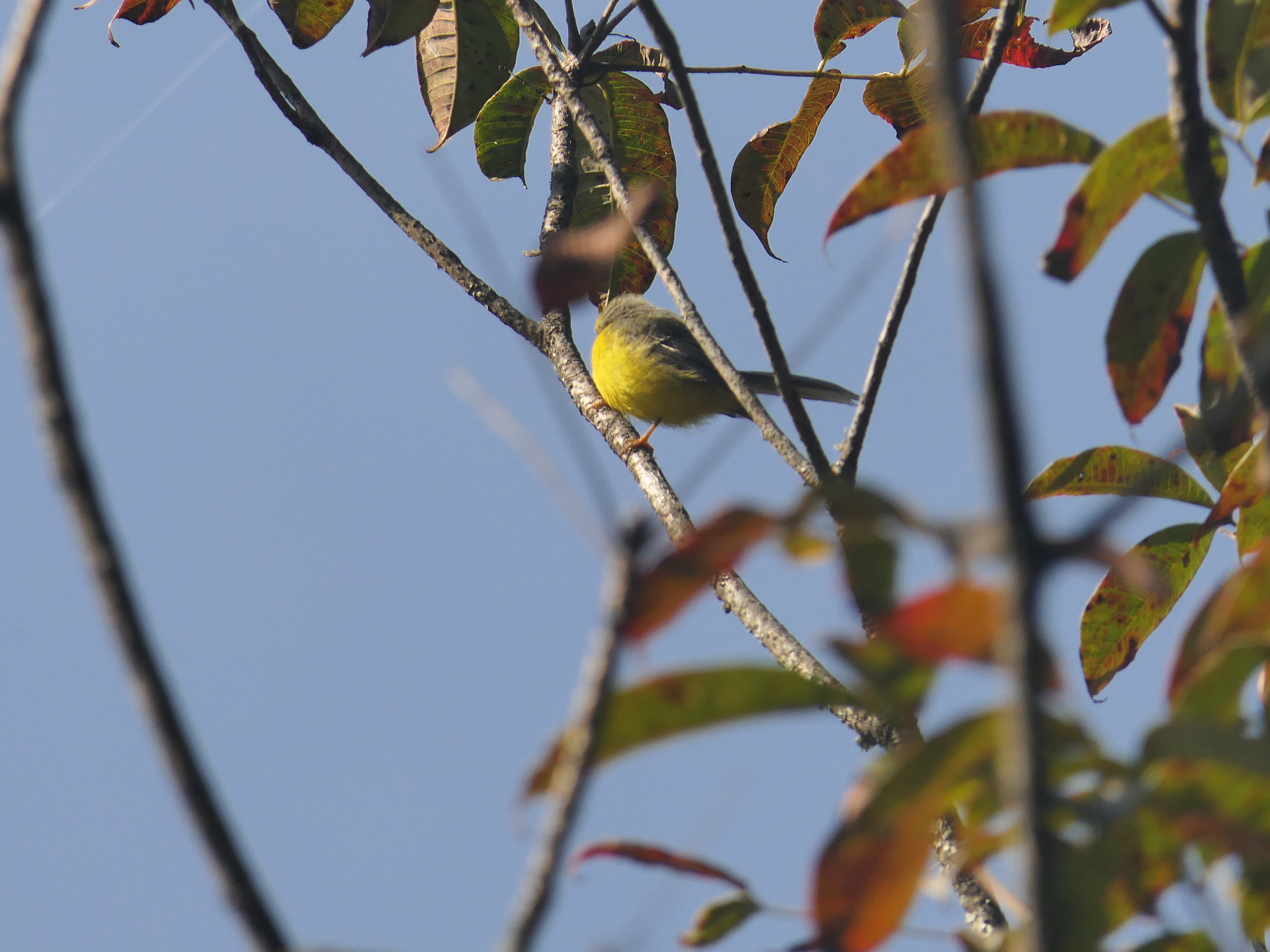 Yellow-bellied Fantail