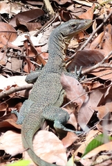 Turquoise Monitor photo 2