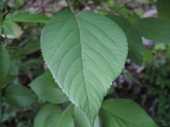 Acalypha cincta