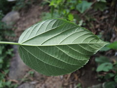 Acalypha cincta