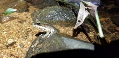 Lithobates juliani