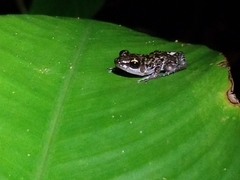 Eleutherodactylus leprus