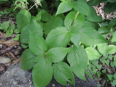 Acalypha cincta