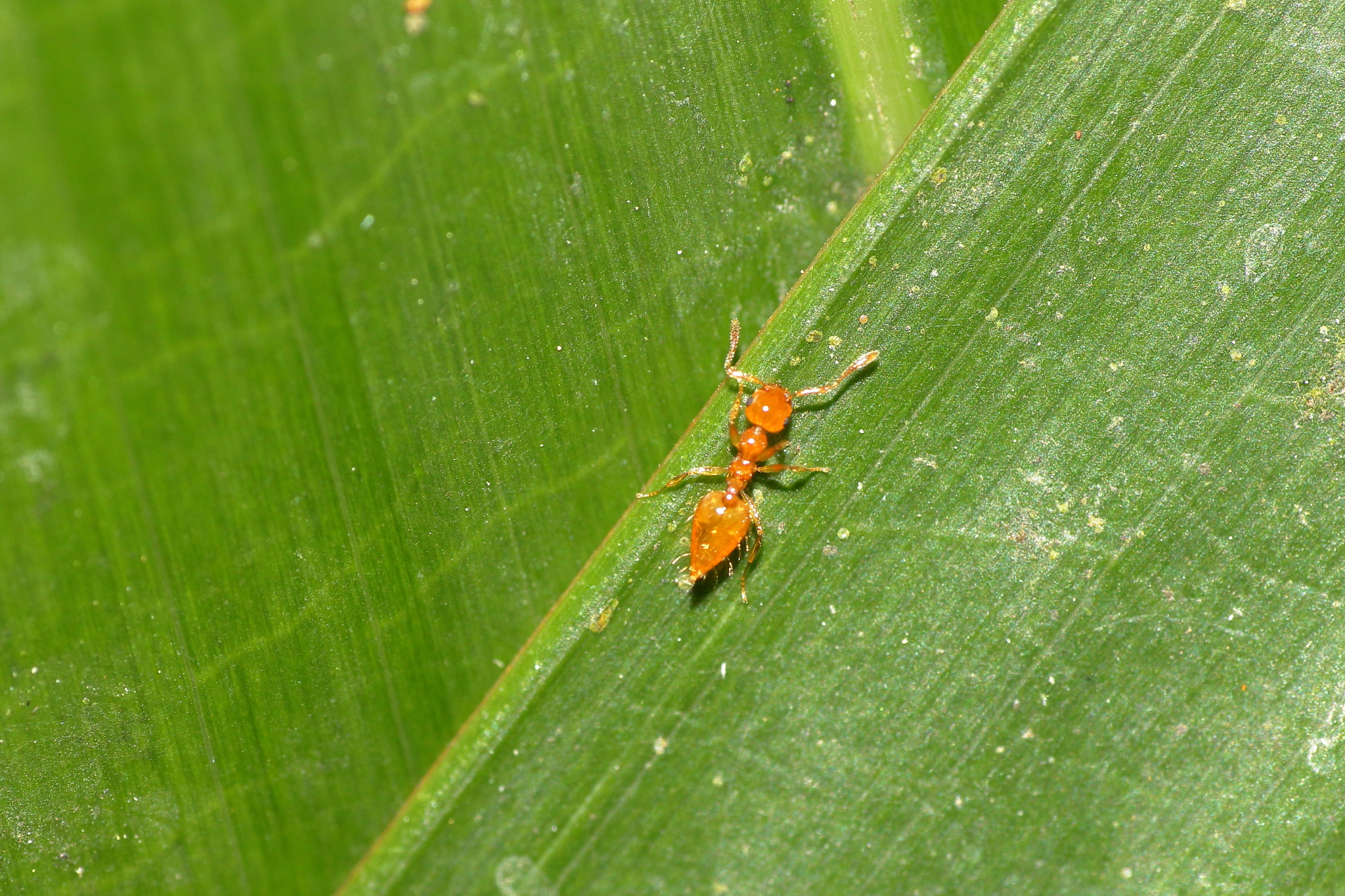 Crematogaster schimmeri
