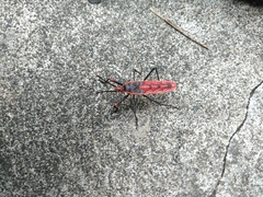 Macrocheraia grandis