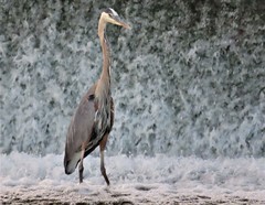 Ardea herodias