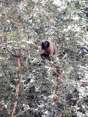 Callicebus personatus