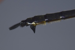 Somatochlora elongata